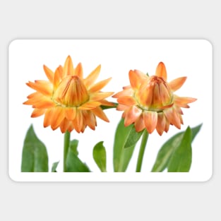 Helichrysum bracteatum 'Nevada Orange' Everlasting flower Sticker